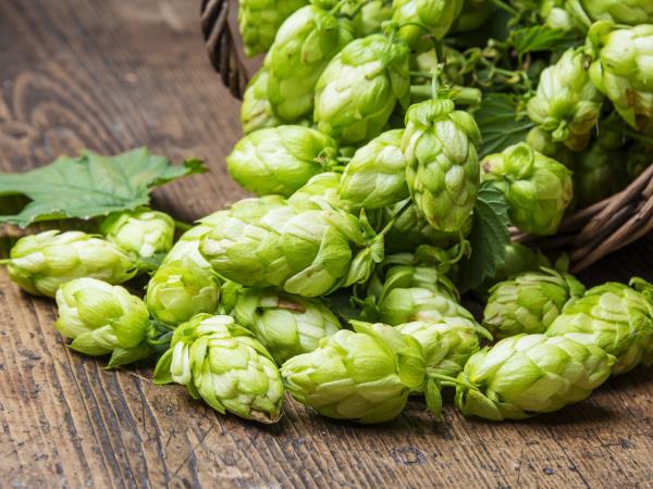 Hmelj: več kot le pivo – pet dokazanih nasvetov, kako ga izkoristiti za zdravje