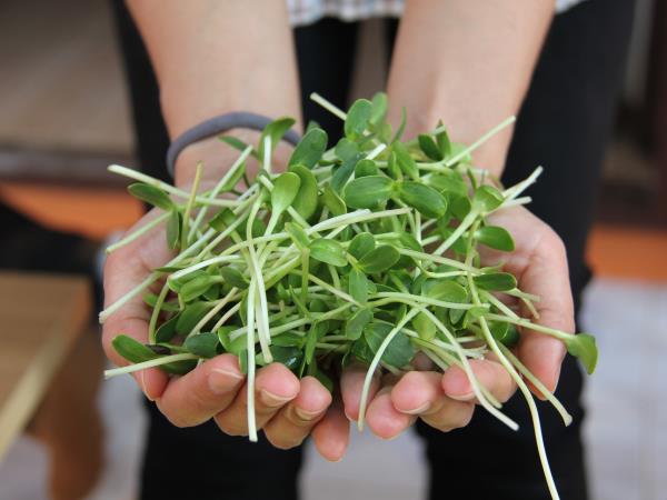 Hrana prihodnosti: kalčki in mikrozelenjava?