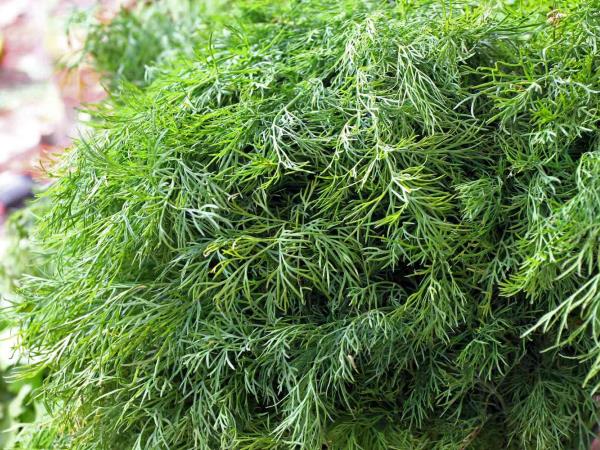 Kaj veste o naravnem inzulinu?