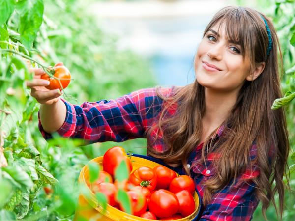 Zakaj je poletje pravi čas, da ga jemo paradižnik vsak dan