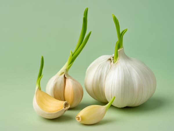 Ali je varno jesti česen, ki kali?