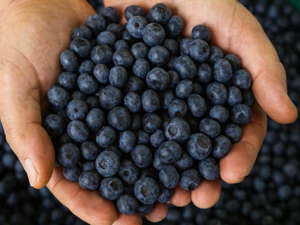 ŠOKANTNO: Ali res obstajajo škodljivi antioksidanti?